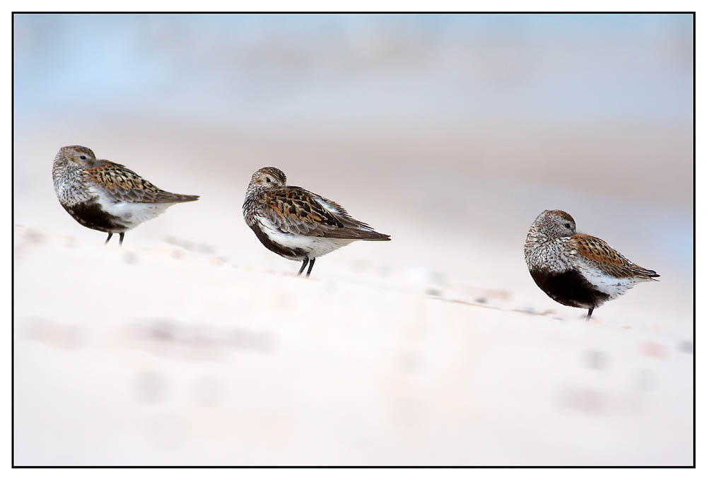 Non vedo, non sento, non parlo