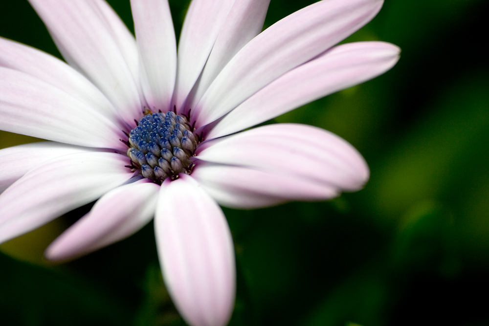 Naturale delicatezza