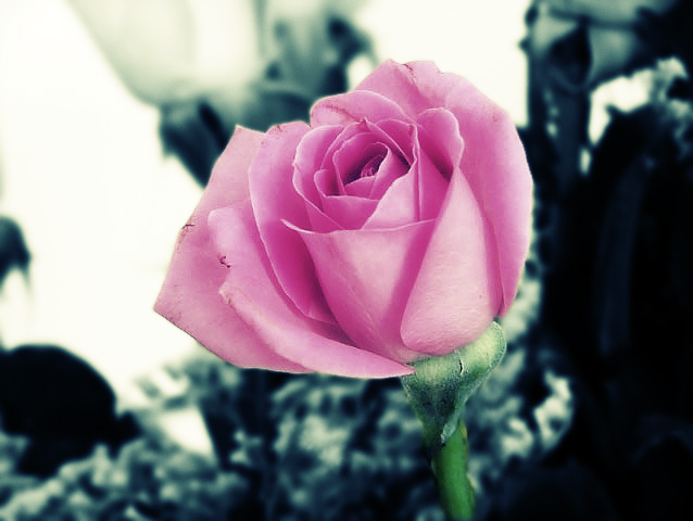 Rosa (Acidic version by Giaci69)