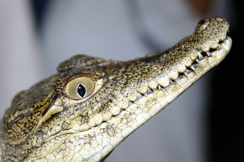 Piccolo coccodrillo cresce