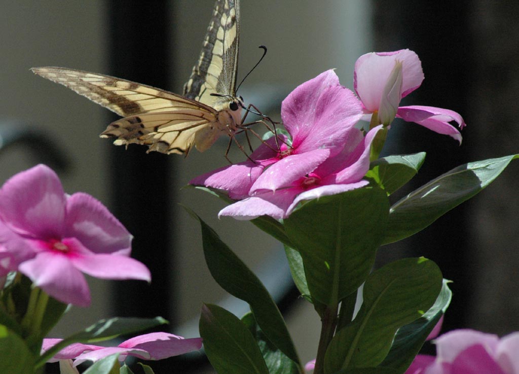 Farfalla monca