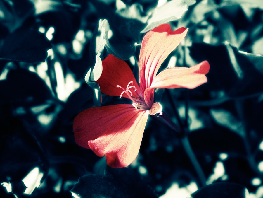 Se non fosse luce....