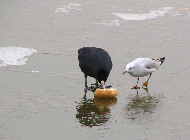 FOTO-FUMETTO COLAZIONE SUL GHIACCIO- FOTO 7
