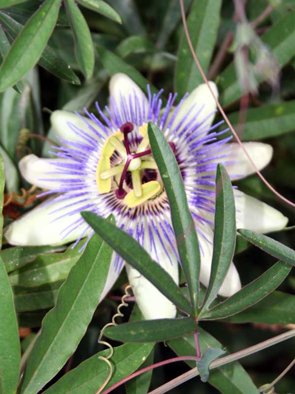 Passionfruit flower
