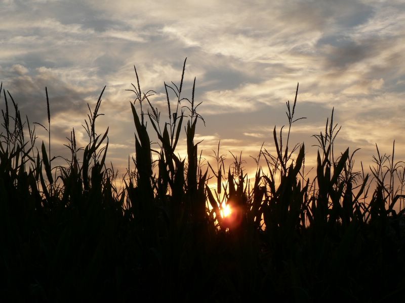 Uno sguardo tra il grano