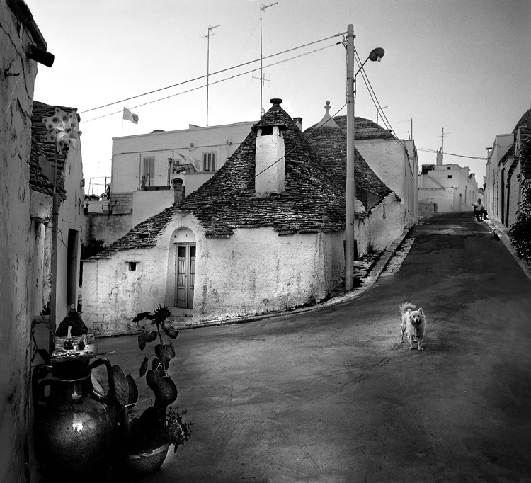 Cane curioso (corretta , completa)