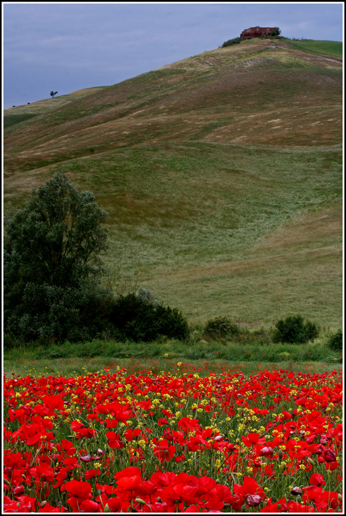 Papaveri