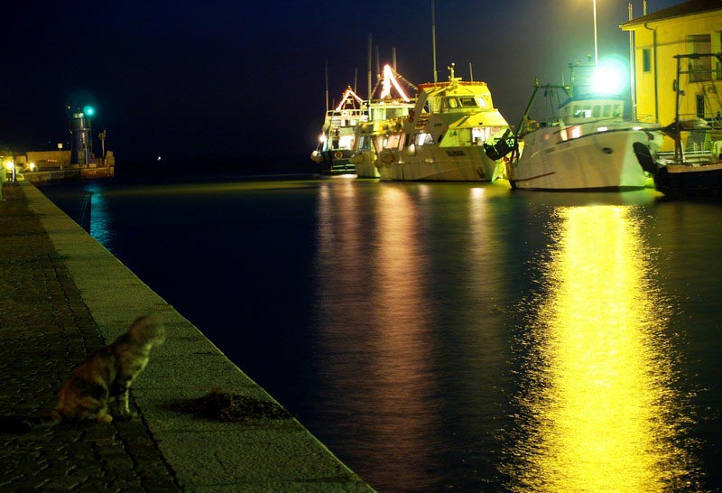 un gatto che aspetta qualcosa....