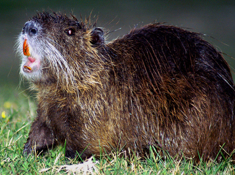 Nutria