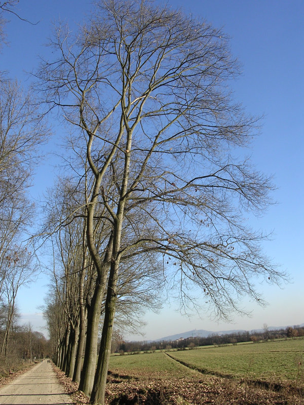 Alberi