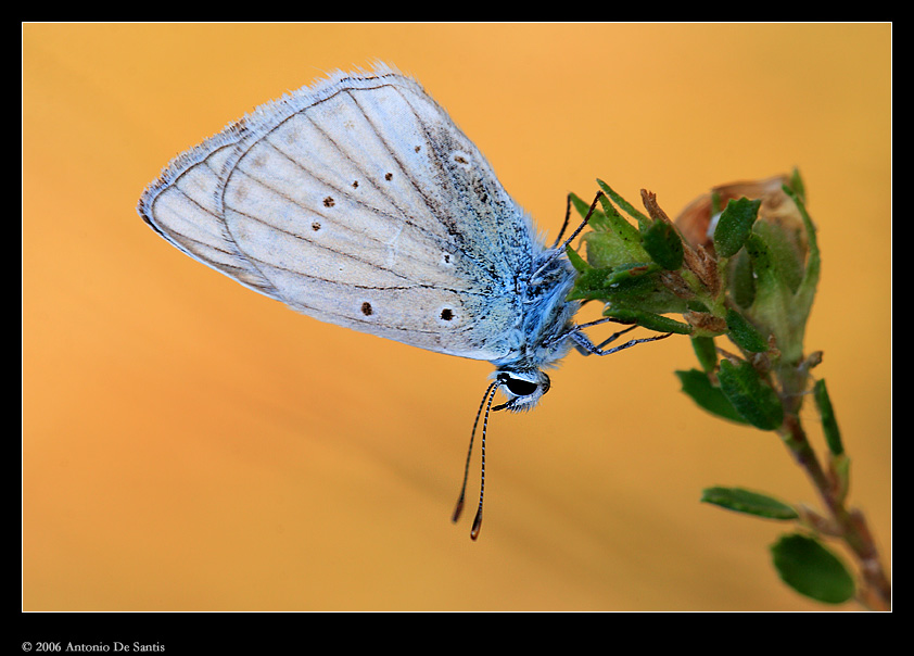 Butterfly at sunrise