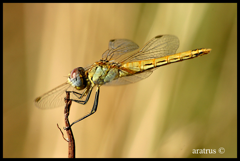 libellula