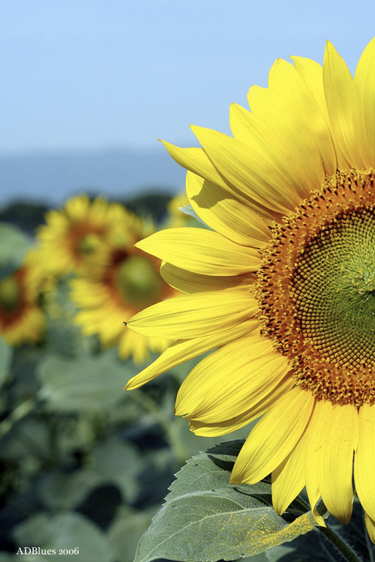Girasoli, atto secondo