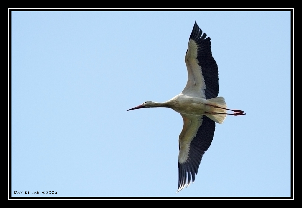 Il volo della cicogna