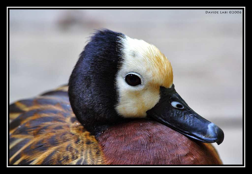 Mi dite di che razza sono?!?