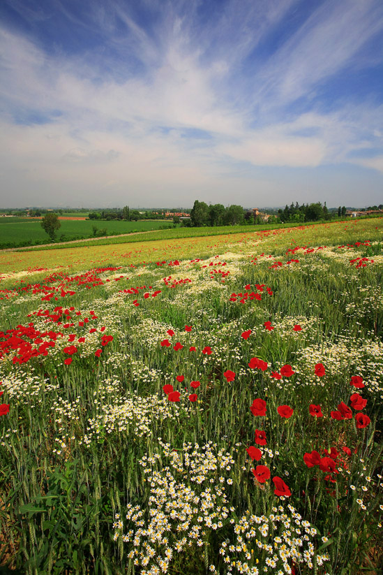 campi di primavera