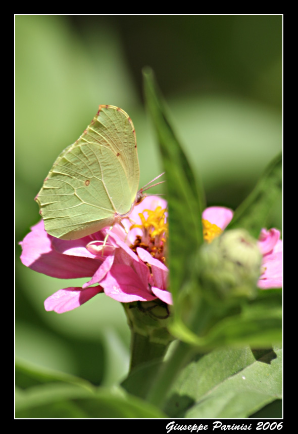 Farfalla #5 (Mimetismo perfetto)