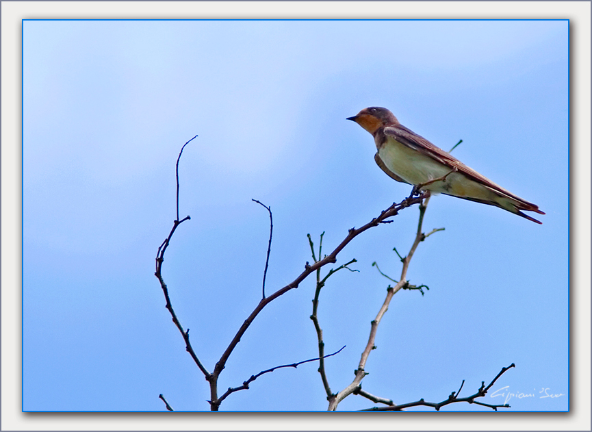Rondine sul ramo