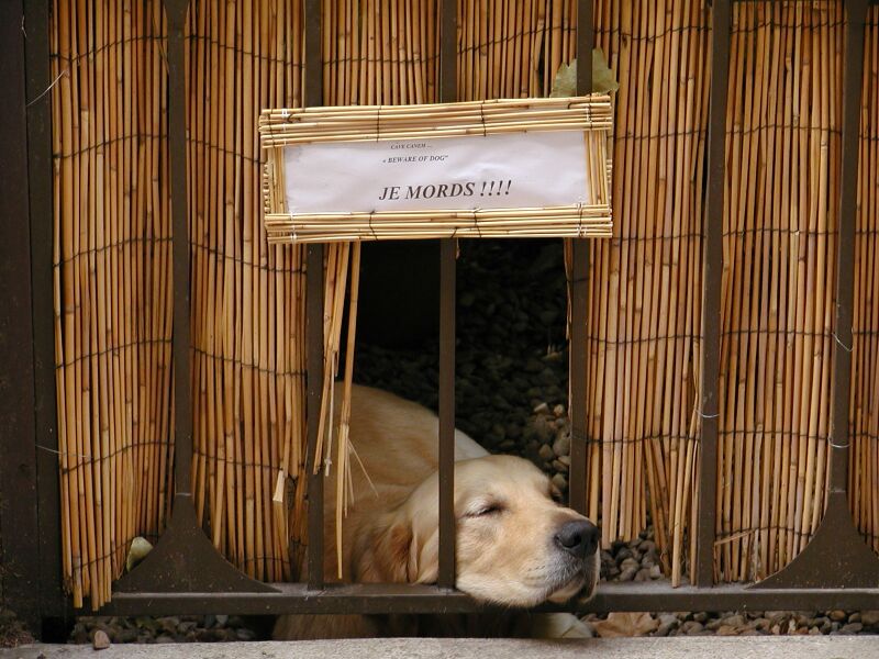 Cerbero guardiano...