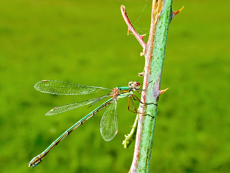 libellula