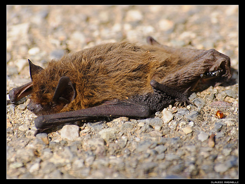 pipistrello