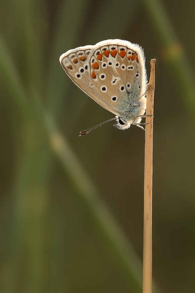 licenide in controluce