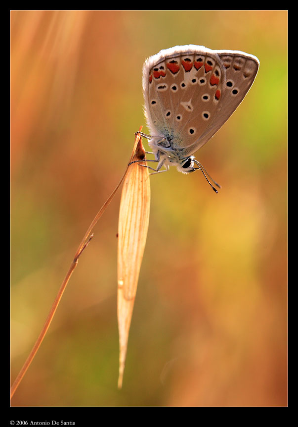 Controluce infuocato