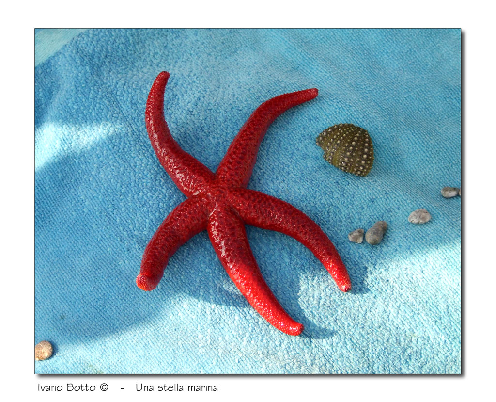 Stella marina