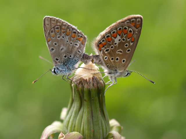 Licenidi in accoppiamento - parte seconda