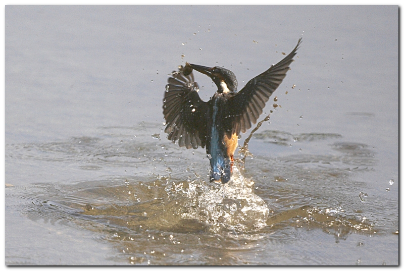 Anche le chioccioline