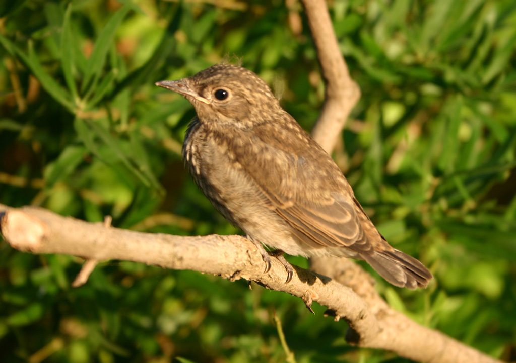 Si e' messo in posa per me