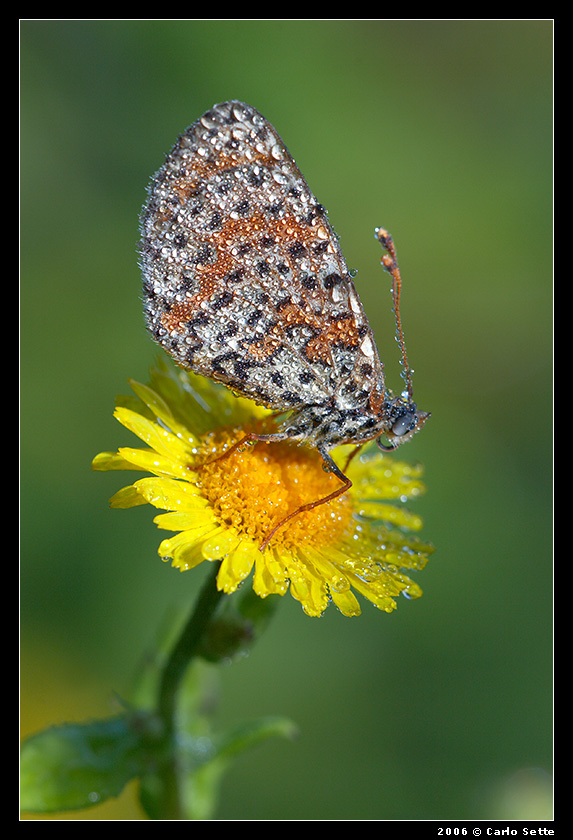 Le lecrime di Aurora