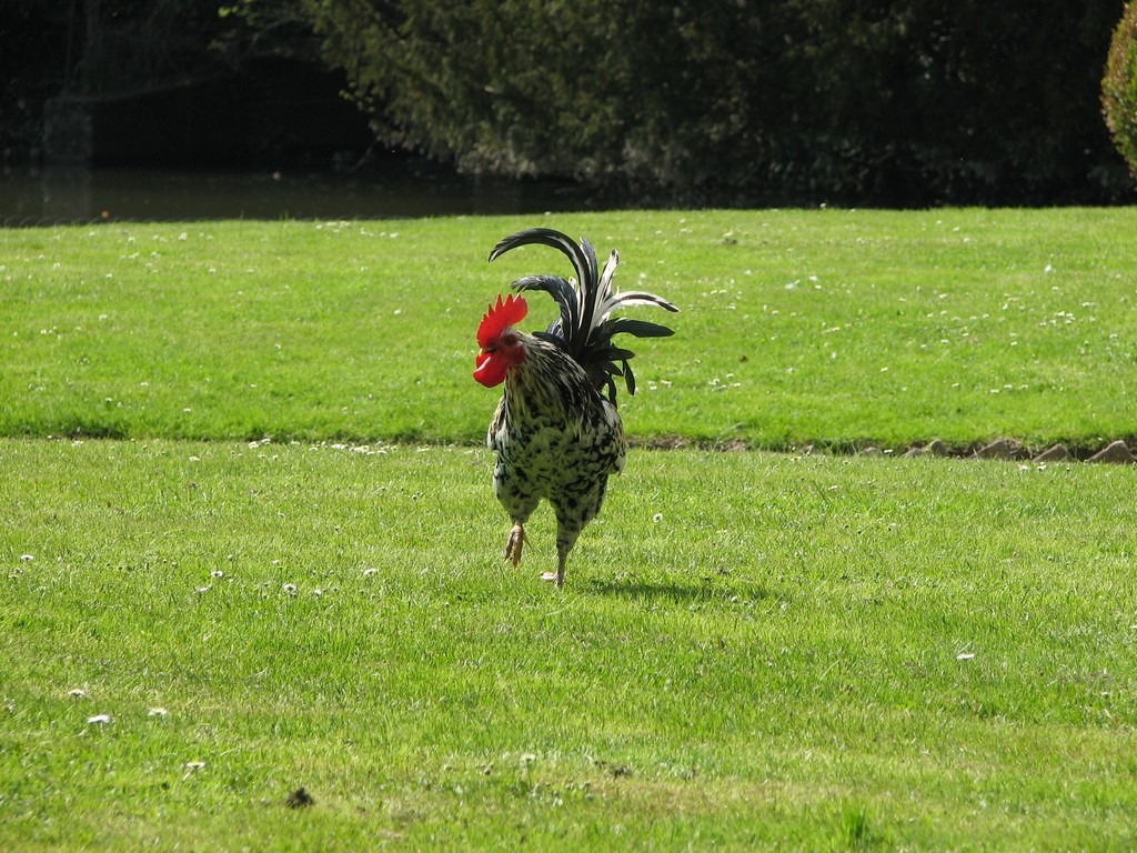 Gallo