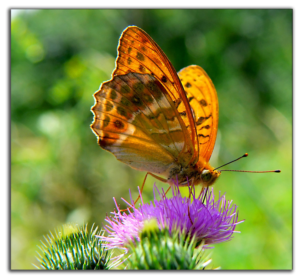 farfalla su fiore di cardo