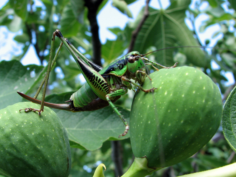 questa me la mangio io!