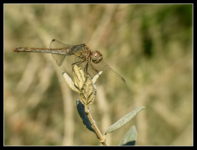 dragonfly
