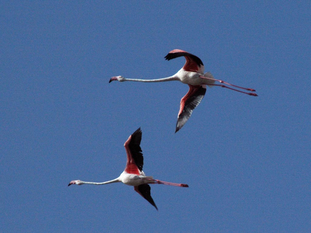 Fenicotteri