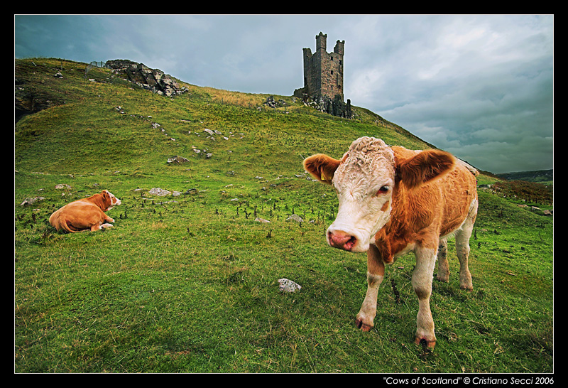 Cows of Scotland
