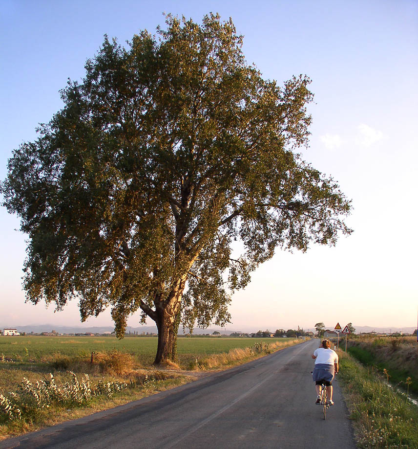 ciclista e albero