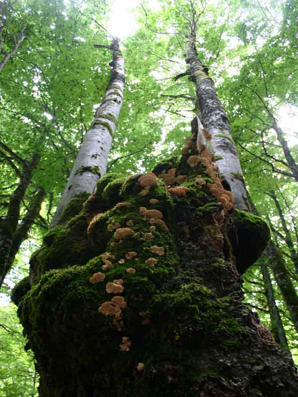 l'albero si fa in due