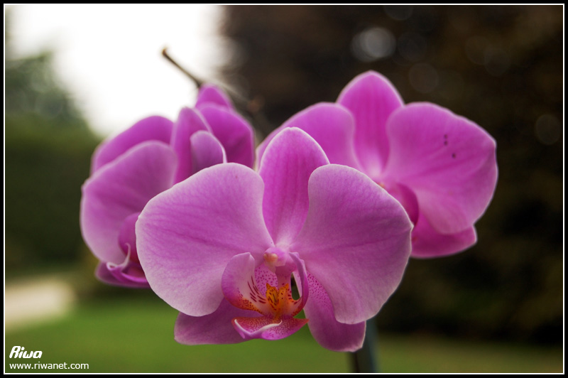 Orchidea