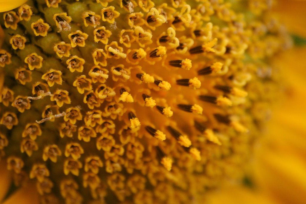 texture girasole