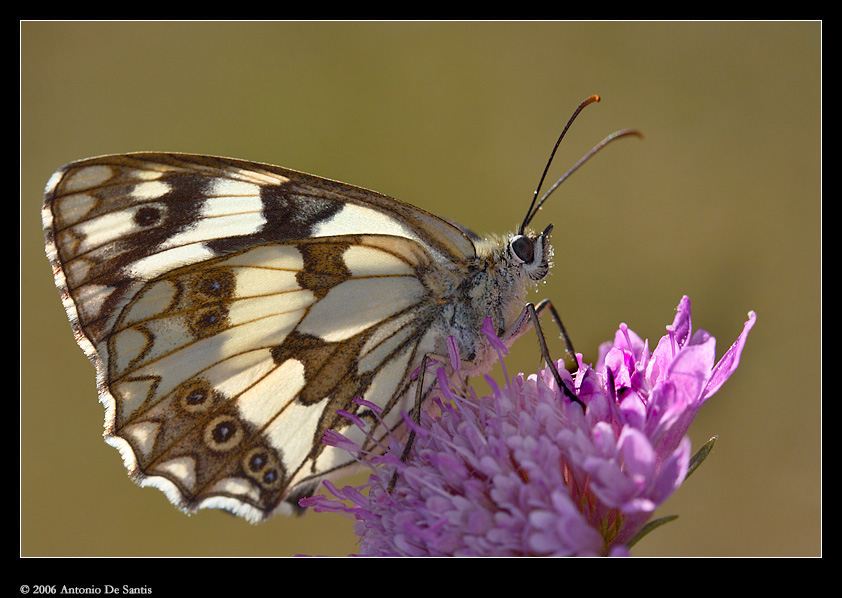 Melanargia galathea in controluce