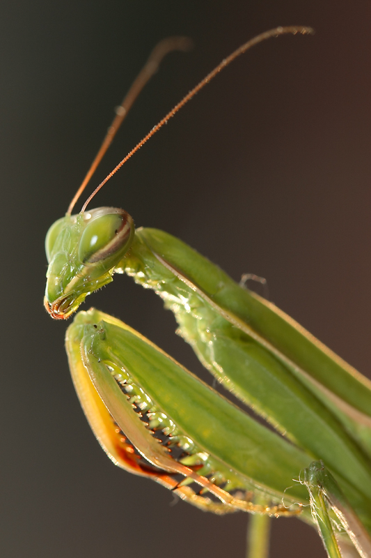primo piano a mantide
