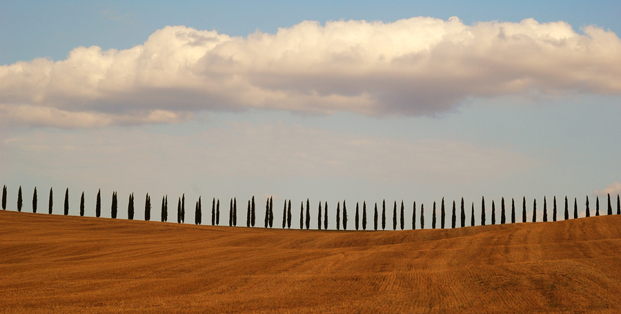 Cipressi in collina