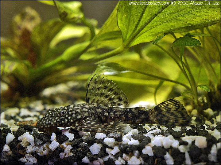 Locaride Ancistrus sp (basta con i soliti insetti!!)