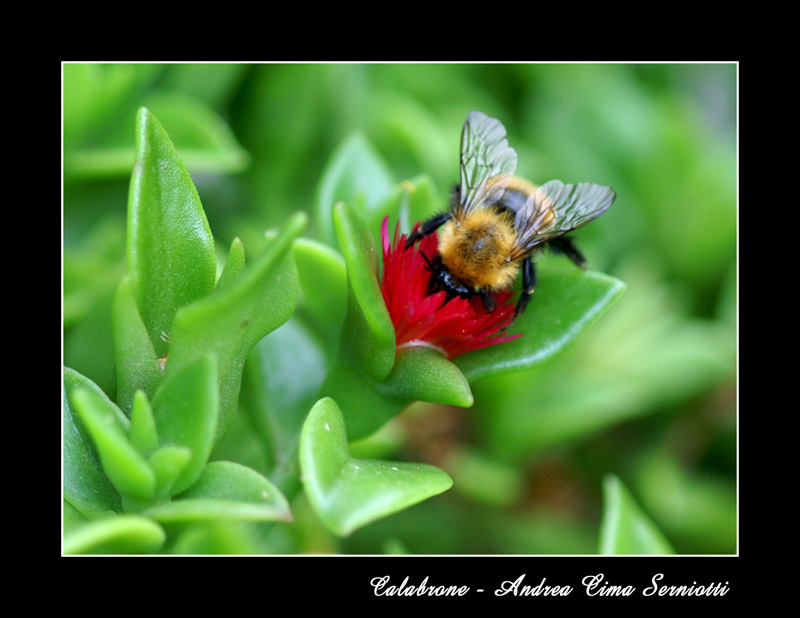 Calabrone - Prime foto con Minolta 100/2.8 Macro - che ne dite?