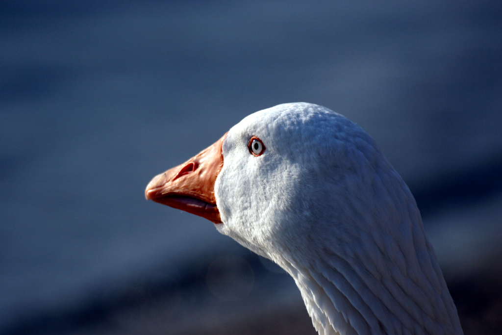 ritratto di oca domestica
