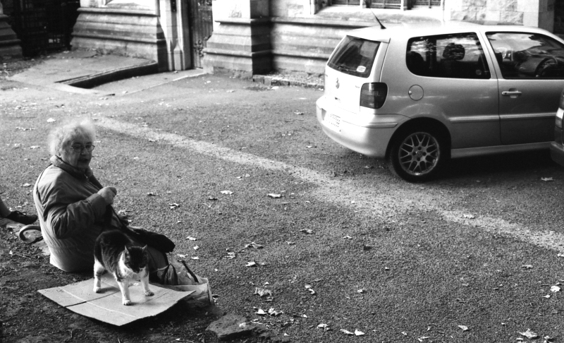 Una gattara Dublinese