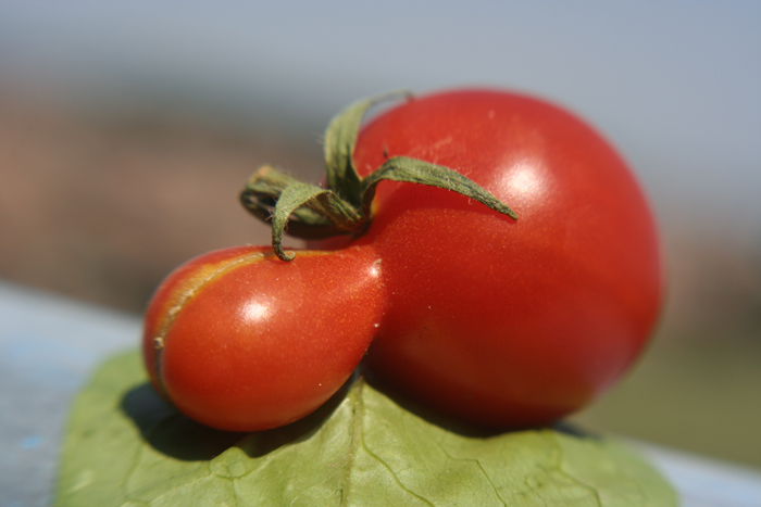 Pomodorino simpatico